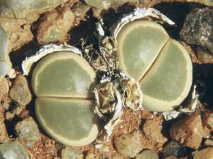 Lithops species